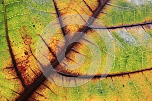 Leaf bone motifs that almost dried up