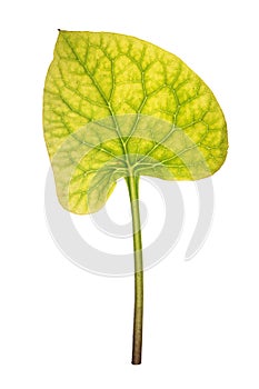 Leaf of Brunnera isolated on white photo