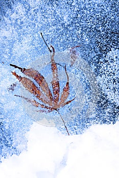 Leaf and Bubbles Frozen in Ice