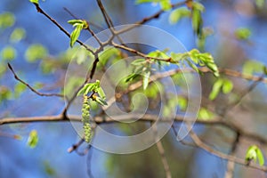 Leaf bud of the birch on blue sky background