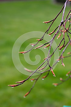 Leaf buds of beech - macro