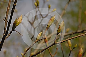 Leaf buds of a chestnut tree