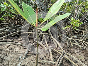 The leaf buds of mangrove plants are green with a red tinge. with a forest background and mangrove roots