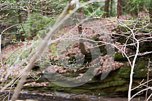 Leaf Buds on Tree in Spring