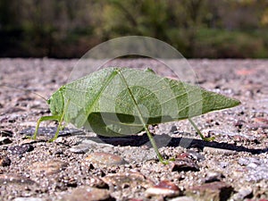 Leaf bug photo