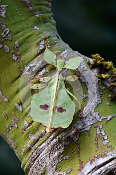 Leaf bug aka Phyllium celebicum