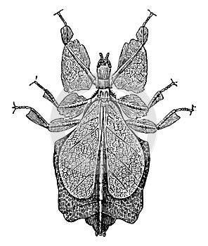 Leaf Bug, vintage illustration