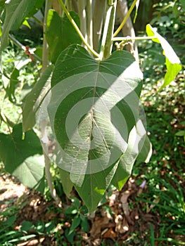 Leaf of the bush morning glory, light green, simple, ovate-lanceolate, alternate, pubescent, covered with soft, short hair. photo