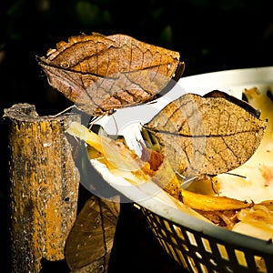 Leaf butterfly (Kallima inachus)