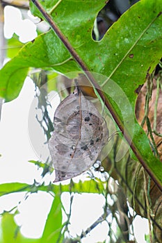 Leaf butterfly