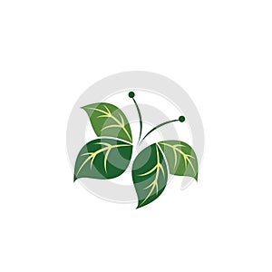 leaf butterfly logo illustration design vector