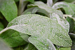 The leaf of the byzantina delachys in the vegetable garden photo