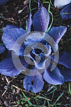 Leaf of cabbage with water drops in a garden