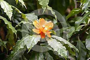 Leaf cactus flower, Leuenbergeria bleo