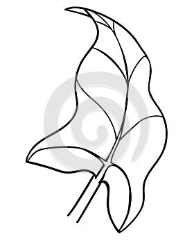Leaf, calla inflorescence - vector coloring picture, for logo or pictogram. Outline. Leaf Calla - trapical plant for coloring, ico
