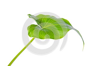 Leaf of Calla Lily flower is isolated on white background, close