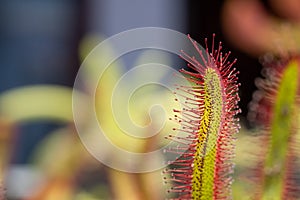 Leaf of Capensis Sundew. Insect-eating carnivorous plant