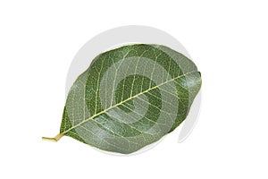 A leaf of the carob tree