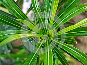 Leaf of casbela thevetia beautiful plant image india