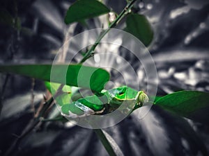 leaf #caterpillar #caterpillars #limebutterfly #metamorphosis