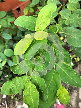 Leaf Caterpillar pests damage the leaves of plants