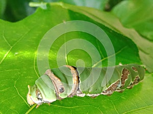 leaf caterpillar ready to be a cocoon