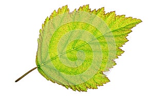 Leaf cell structure