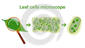 Leaf cells microscope magnification, plant leaf microscopic structure