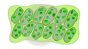 Leaf cells microscope magnification, plant leaf microscopic structure