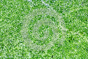 Leaf cells under microscope.