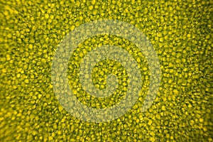 Leaf cells under microscope. micrograph, leaf under a microscope, organ-producing oxygen and carbon dioxide, the process