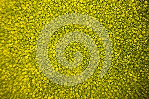 Leaf cells under microscope. micrograph, leaf under a microscope, organ-producing oxygen and carbon dioxide, the process