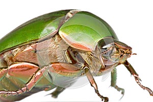 Leaf Chafer Beetle photo