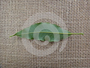 Leaf of champak tree on jute background - Abaxial face