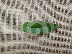 Leaf of champak tree on jute background - Adaxial face