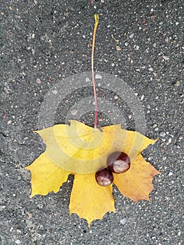 Leaf and chestnut