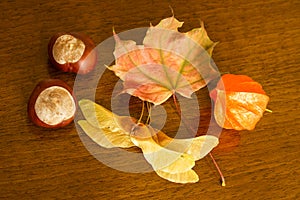 Leaf, chestnut, physalis