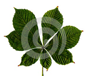 Leaf of chestnut on a white background