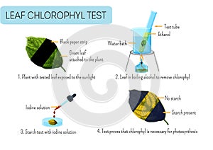 Leaf chlorophyll test. School scientific experiment proves photosynthesis in plants