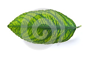 Leaf with Chlorosis