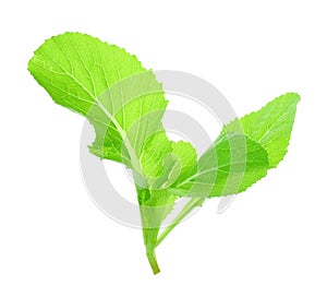 Leaf of choy sum a kind of chinese vegetable isolated on white