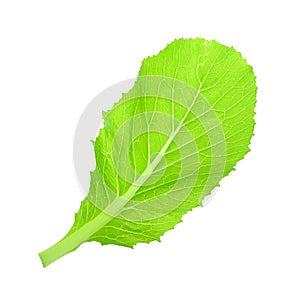 Leaf of choy sum a kind of chinese vegetable isolated on white