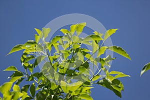 Leaf of Cinnamomum camphora tree