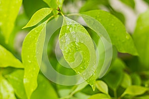 Leaf of Cinnamomum camphora tree