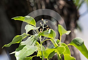 Leaf of Cinnamomum camphora tree