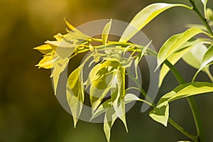 Leaf of Cinnamomum camphora tree