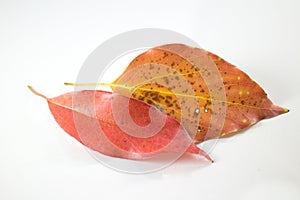 Leaf of Cinnamomum camphora tree on white background