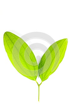 Leaf Cinnamon white background in studio