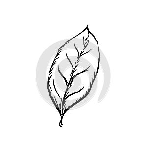 Leaf in classic engraving style on white