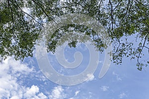 Leaf with clear bluesky background